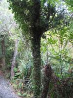 Albums/20060200-New Zealand 2006/20060205-Greymouth_Punakaiki/8